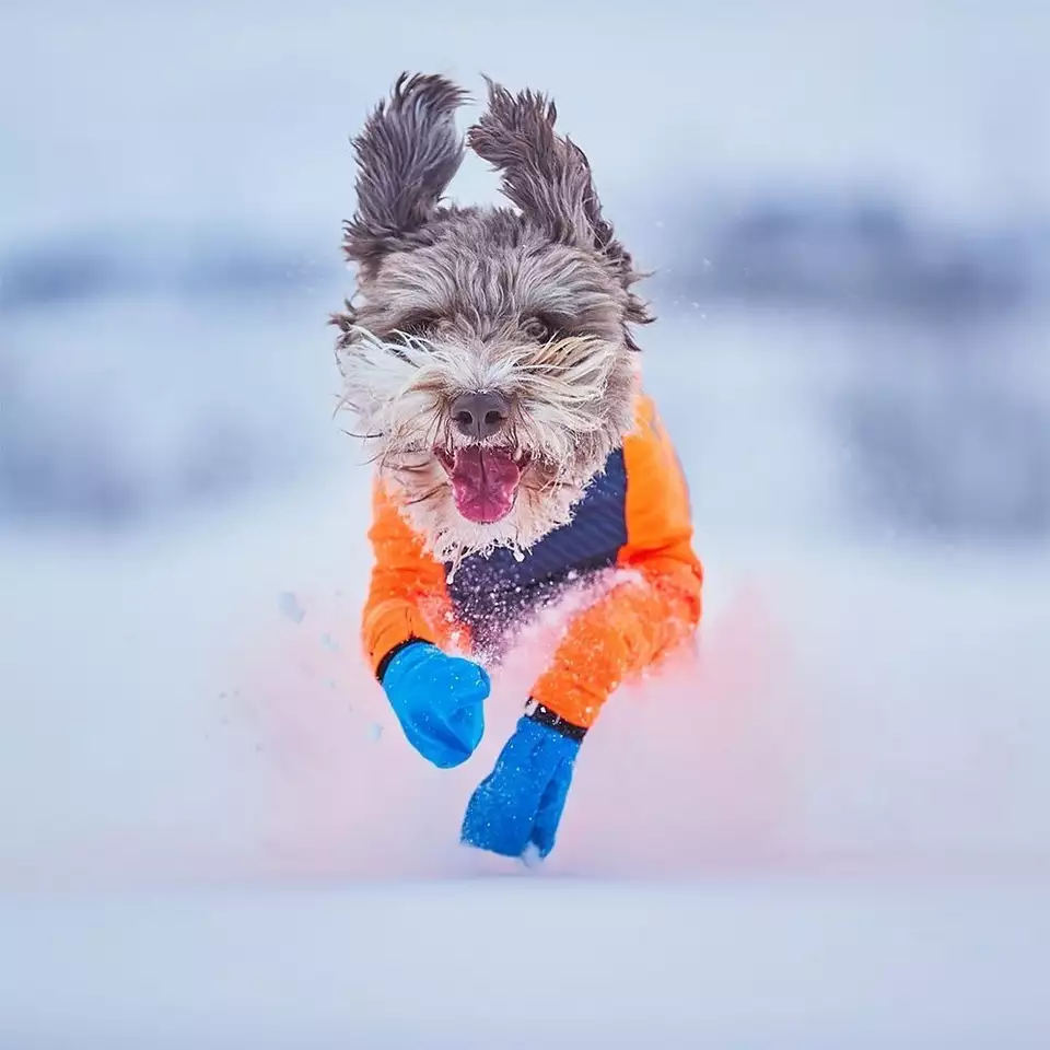 Non-stop dogwear Long Distance Bootie